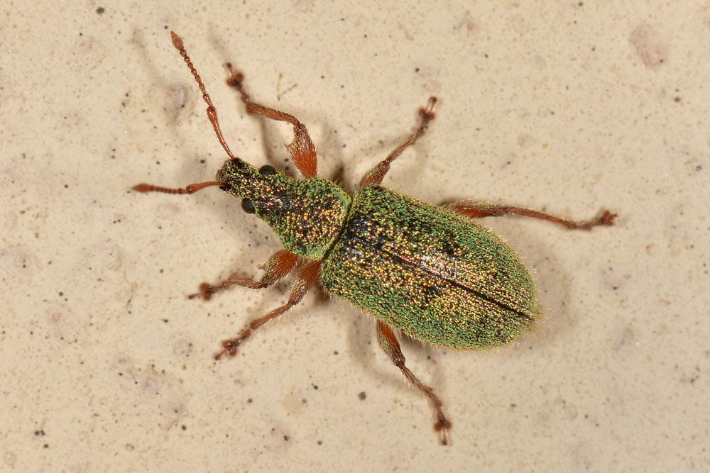 Curculionidae:  Phyllobius argentatus?  No, Phyllobius etruscus